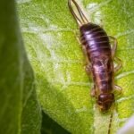 what are earwigs a sign of