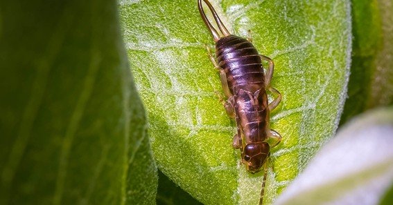 what are earwigs a sign of